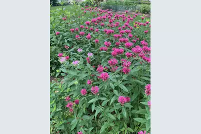 895 Lakeview Avenue, Saint Paul, MN 55117 - Photo 38