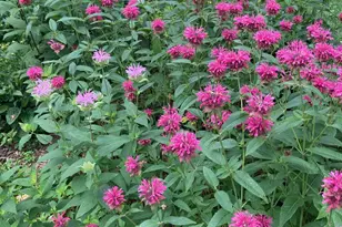 895 Lakeview Ave, Saint Paul, MN 55117 - Photo 38