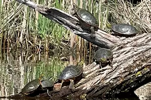 1640 Waterbury, Waconia, MN 55387 - Photo 72