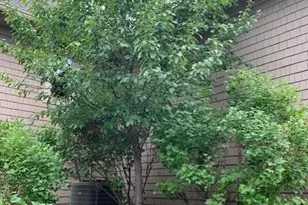 3673 Lerive Way, Chaska, MN 55318 - Photo 58