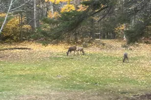 4381 Lilac Rd, Gilbert, MN 55741 - Photo 48