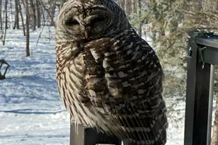 379 Jandel Ave NE, Hanover, MN 55341 - Photo 70