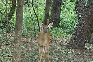 34644 Yak St NW, Princeton, MN 55371 - Photo 38