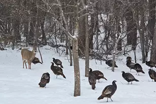 34644 Yak St NW, Princeton, MN 55371 - Photo 36