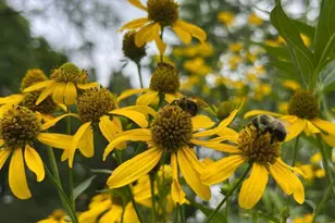 1929 Margaret St, Saint Paul, MN 55119 - Photo 54