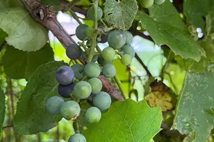 1929 Margaret St, Saint Paul, MN 55119 - Photo 56