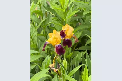 937 Laurel Avenue, Saint Paul, MN 55104 - Photo 54