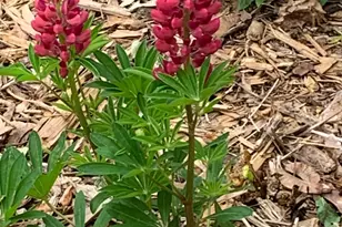 937 Laurel Ave, Saint Paul, MN 55104 - Photo 60