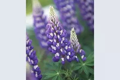 86360 Meyers Olson Road, Bayfield, WI 54814 - Photo 72