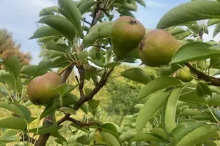 86360 Meyers-Olson Rd, Bayfield, WI 54814 - Photo 54