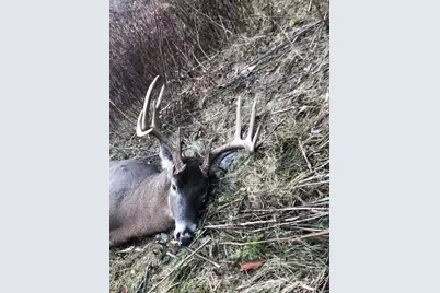 13.50 Acres Hwy 10, Plum City, WI 54761 - Photo 16