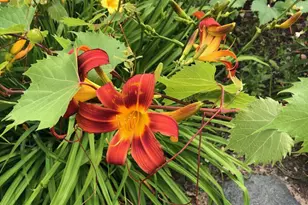 5530 Euclid Way, Farmington, MN 55024 - Photo 42