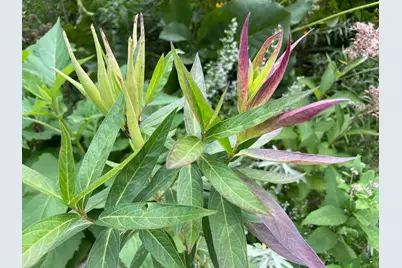 4231 Nokomis Avenue S, Minneapolis, MN 55406 - Photo 64