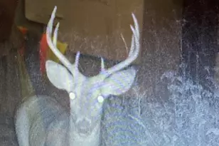 87387 245th St, Albert Lea, MN 56007 - Photo 32