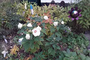 3700 Thomas Ave N, Minneapolis, MN 55412 - Photo 34