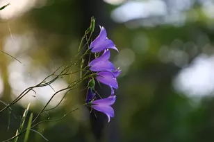 4388 Robin Ln NW, Hackensack, MN 56452 - Photo 108