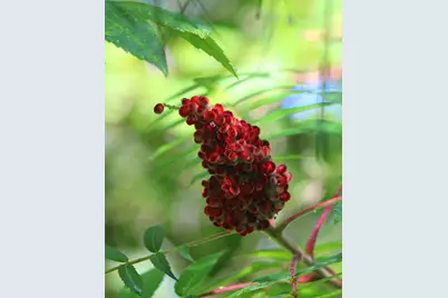 4388 Robin Lane NW, Hackensack, MN 56452 - Photo 106