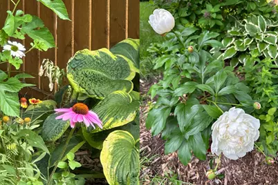 10512 Florida Avenue N, Brooklyn Park, MN 55445 - Photo 40