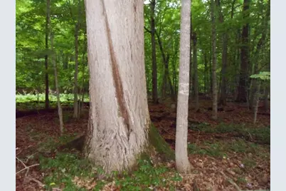 Tbd Lot 19 Ni Gig Trail, Cass Lake, MN 56633 - Photo 6