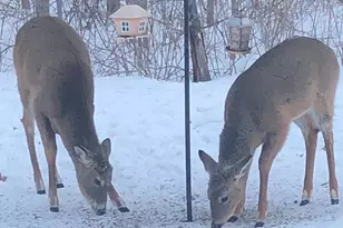 33798 Twin Oaks Trail W, Motley, MN 56466 - Photo 12