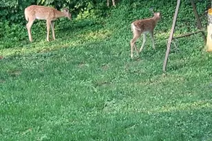 128 E Walnut St, Glenwood City, WI 54013 - Photo 58