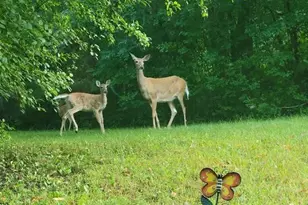 128 E Walnut St, Glenwood City, WI 54013 - Photo 56