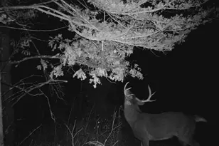 28890 County 25 S, Peterson, MN 55962 - Photo 96