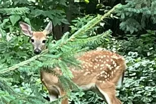 3 Oakview Ct, Birchwood Village, MN 55110 - Photo 36