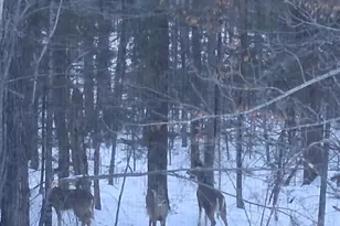 64503 Norway Spruce Rd, Finlayson, MN 55735 - Photo 46