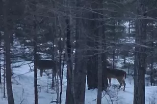 64503 Norway Spruce Rd, Finlayson, MN 55735 - Photo 44