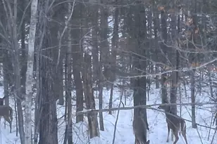 64503 Norway Spruce Rd, Finlayson, MN 55735 - Photo 50