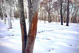 5235 313th Ave NW, Cambridge, MN 55008 - Photo 64