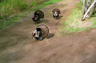 60047 Finlayson Rd, Finlayson, MN 55735 - Photo 46