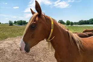 12446 190th St, Milaca, MN 56353 - Photo 102