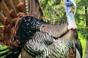 W10415 521st Ave, Prescott, WI 54021 - Photo 80