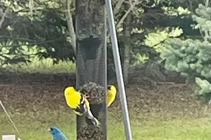 29533 505th Ave, Henning, MN 56551 - Photo 38