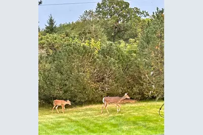 29533 505th Avenue, Henning, MN 56551 - Photo 36