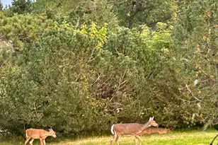 29533 505th Ave, Henning, MN 56551 - Photo 36