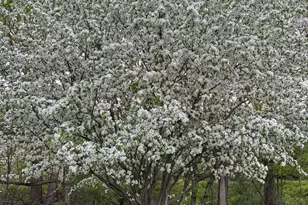 2130 Langston Ln NE, Saint Michael, MN 55376 - Photo 30