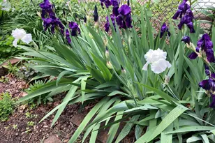 49 Sheridan Ave S, Minneapolis, MN 55405 - Photo 32