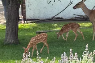 2001 Henry St N, North Saint Paul, MN 55109 - Photo 48