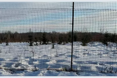 Tbd Scotch Pine Road, Finlayson, MN 55735 - Photo 4