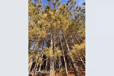 Tbd Pine Cone Rd, Menahga, MN 56464 - Photo 10