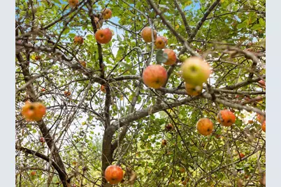 4453 NE Hwy 95 NE, Cambridge, MN 55008 - Photo 44