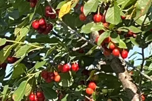 17672 County Road 14 NW, Big Lake, MN 55309 - Photo 52