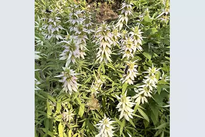 930 Nevada Avenue W, Saint Paul, MN 55117 - Photo 40