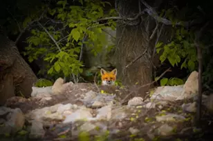 15151 304th Street, Spring Valley, MN 55975 - Photo 62