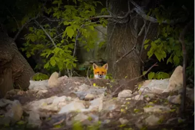 15151 304th Street, Spring Valley, MN 55975 - Photo 62