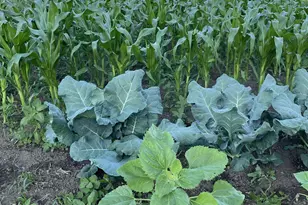 28297 St Croix Rd, Pine City, MN 55063 - Photo 62