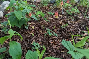 1415 14th Ave N, Minneapolis, MN 55411 - Photo 30